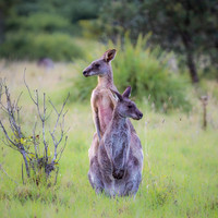 Animals_Square